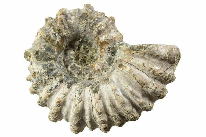Bumpy Ammonite (Douvilleiceras) Fossil - Madagascar #343790